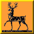 stag